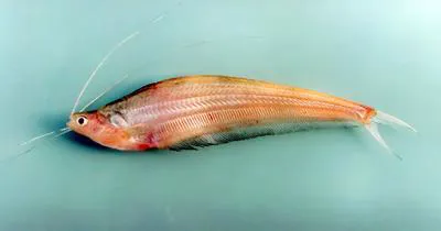 Long-barbel sheatfish (Kryptopterus limpok)
