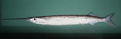 Long billed half beak (Rhynchorhamphus georgii)