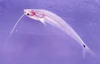 Long-fin glass catfish (Ompok pinnatus)