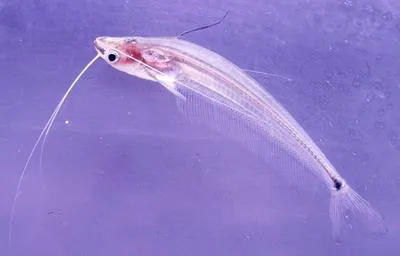 Long-fin glass catfish (Ompok pinnatus)