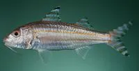 Long-fin goatfish (Upeneus supravittatus)