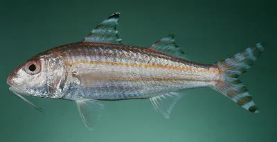 Long-fin goatfish (Upeneus supravittatus)