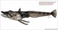 Long-fingered icefish (Cryodraco antarcticus)
