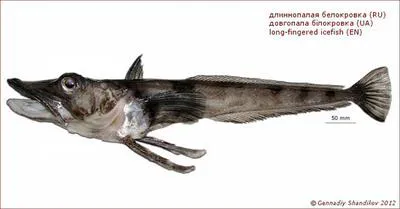 Long-fingered icefish (Cryodraco antarcticus)