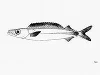 Long-finned escolar (Rexea antefurcata)