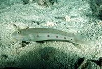 Long-finned goby (Valenciennea longipinnis)