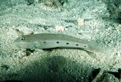 Long-finned goby (Valenciennea longipinnis)
