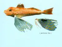 Long-finned gurnard (Lepidotrigla argus)