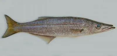 Long-finned pike (Dinolestes lewini)