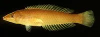 Long green wrasse (Pseudojuloides elongatus)