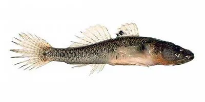 Long-headed goby (Afurcagobius suppositus)