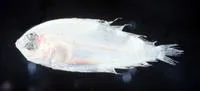 Long lefteye flounder (Arnoglossus elongatus)