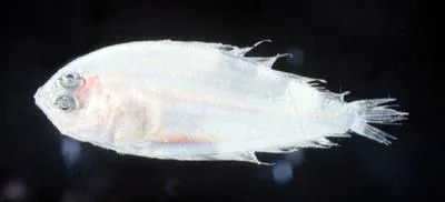 Long lefteye flounder (Arnoglossus elongatus)