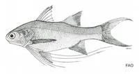 Long-limb threadfin (Polydactylus longipes)