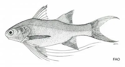 Long-limb threadfin (Polydactylus longipes)