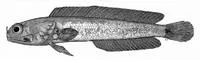 Long nostril jawfish (Opistognathus longinaris)