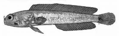 Long nostril jawfish (Opistognathus longinaris)