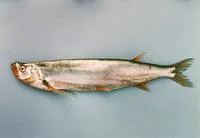 Long pectoral-fin minnow (Macrochirichthys macrochirus)