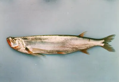 Long pectoral-fin minnow (Macrochirichthys macrochirus)