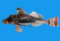 Long-ray searobin (Prionotus teaguei)
