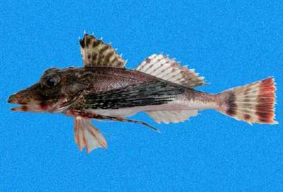 Long-ray searobin (Prionotus teaguei)