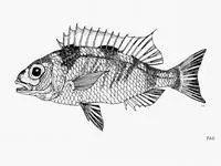 Long-rayed dwarf monocle bream (Parascolopsis tanyactis)