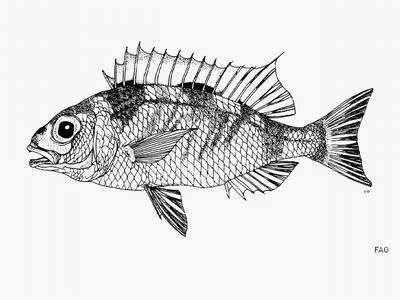 Long-rayed dwarf monocle bream (Parascolopsis tanyactis)