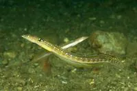Long-rayed sand-diver (Trichonotus elegans)