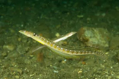 Long-rayed sand-diver (Trichonotus elegans)