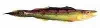 Long-rayed weed whiting (Siphonognathus radiatus)