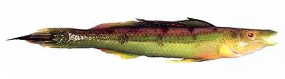 Long-rayed weed whiting (Siphonognathus radiatus)