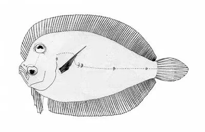 Long snout flounder (Engyprosopon rostratum)