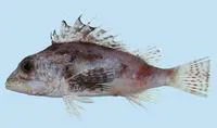 Long-snout gurnard perch (Neosebastes longirostris)