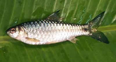 Long snouted barb (Puntius dorsalis)