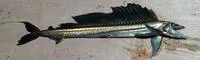 Long snouted lancetfish (Alepisaurus ferox)