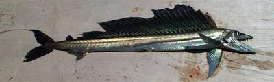 Long snouted lancetfish (Alepisaurus ferox)