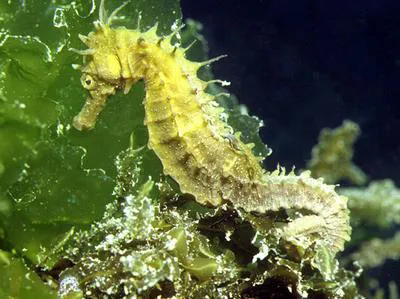Long-snouted seahorse (Hippocampus guttulatus)
