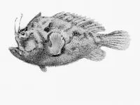 Long-spined anglerfish (Echinophryne mitchellii)