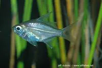 Long-spined glass perchlet (Ambassis interrupta)