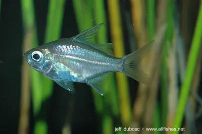 Long-spined glass perchlet (Ambassis interrupta)