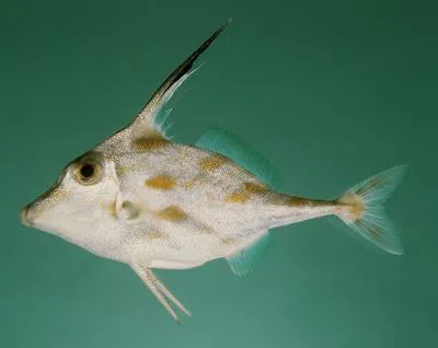 Long-spined tripodfish (Pseudotriacanthus strigilifer)