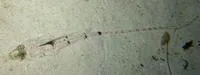 Long-tail dragonet (Callionymus neptunius)