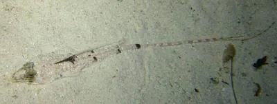 Long-tail dragonet (Callionymus neptunius)