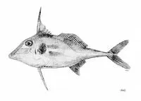 Long-tail tripodfish (Tripodichthys blochii)