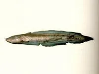 Long-tailed catfish (Euristhmus lepturus)