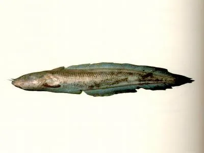 Long-tailed catfish (Euristhmus lepturus)