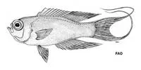 Long-tailed groppo (Grammatonotus crosnieri)