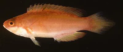 Long-tailed wrasse (Cirrhilabrus lanceolatus)