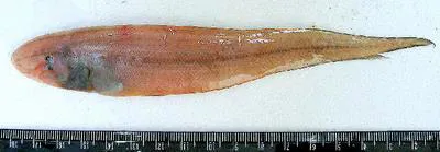 Long tongue sole (Cynoglossus lingua)