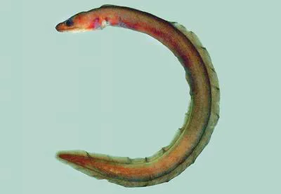 Long-toothed false moray (Boehlkenchelys longidentata)